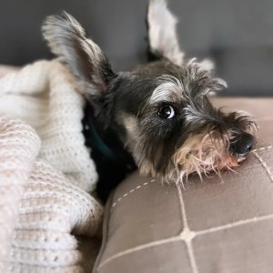 Fritz