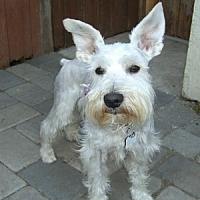Abbott