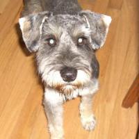 Alfie