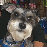 Alfredo