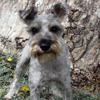 Allen