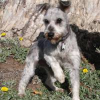 Angus