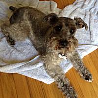 Atticus