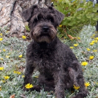 Benny