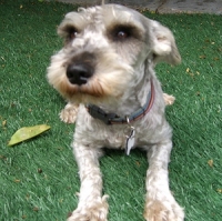 Bert