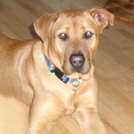 Brandy
