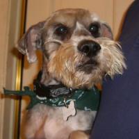 Brewster