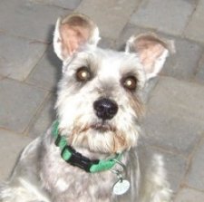 Buddy