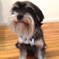 Chewbacca