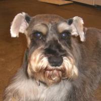 Clyde
