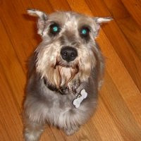 Darla