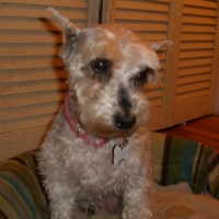 DeeDee