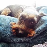 Evie