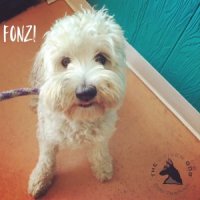 Fonzi