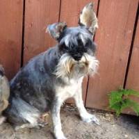Gertie