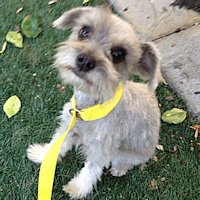 Gidget