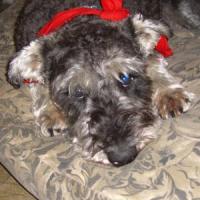 Grady