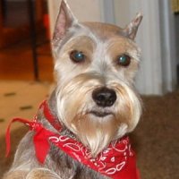 Jazzie