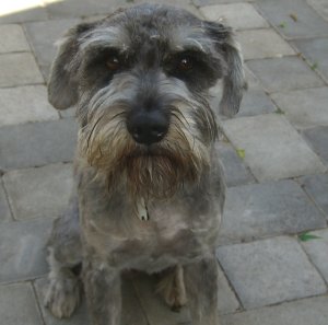 Levi
