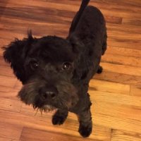 Licorice