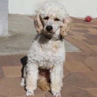 Louie
