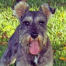 Odie