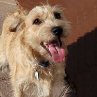 Otto