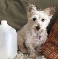 Penelope
