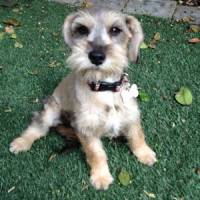 Poppy