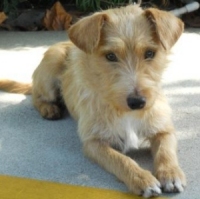 Rolo