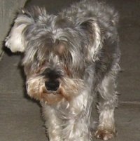 Stella