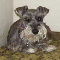 Tuffy