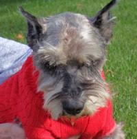Webster
